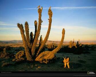 Wildlife Photo Of The Day Picture Photography Wallpaper