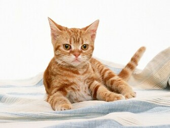 Best Desktop HD Wallpaper Cat