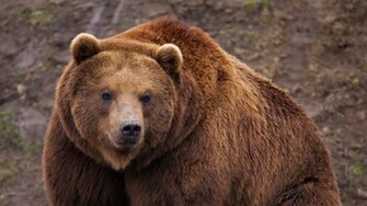 Big Brown Bear Wallpaper