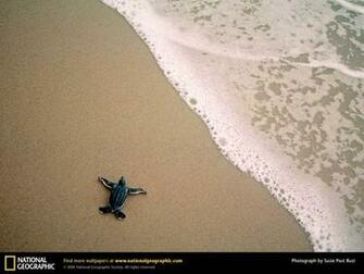 Baby Turtles