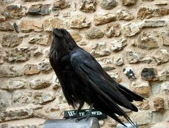 HD Wallpaper Pics Crow