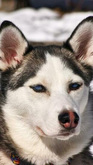 Husky Dogs iPhone Wallpaper HD