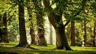 Forest Landscape HD Wallpaper