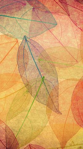 Fall iPhone Wallpaper Net