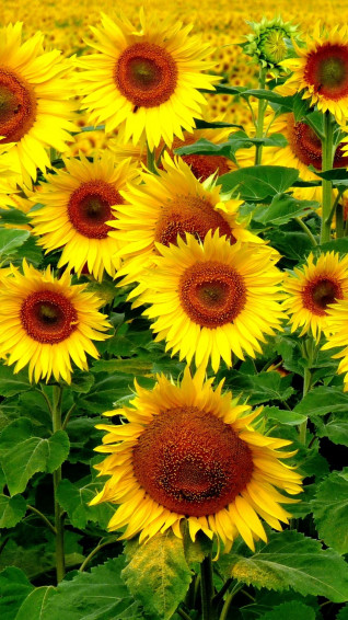 Sunflower iPhone Wallpaper Top