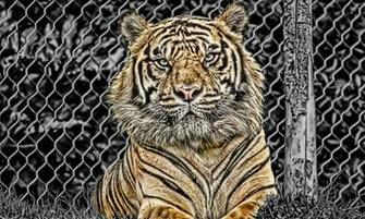 Fondo De Pantalla Tigre Encerrado HD