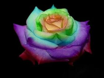 Rainbow Roses By Rose