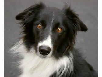Border Collie Wallpaper