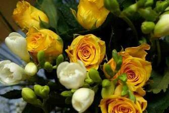 Squidoo Comthe Significance And Meanings Of The Different Rose Colours