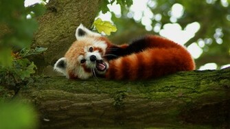 Red Panda Desktop Pc And Mac Wallpaper