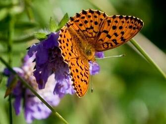 Orange Butterfly Cats Parrots And Butterflies Wallpaper