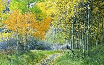 Aspen Forest In Eastern Sierra Wallpaper