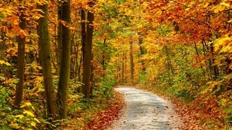 Autumn Forest Landscape Wallpaper