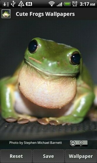 Cute Frog Wallpaper HD Background