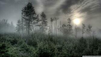 Foggy Forest Wallpaper Desktop Flip