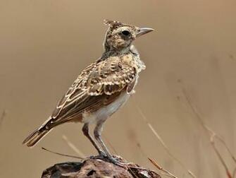 Amazing Lark Wallpaper Desibucket