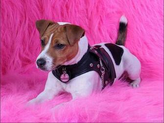 Jack Russell Wallpaper Animals Library