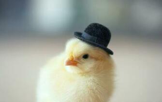 Chicken Computer Wallpaper Desktop Background Id