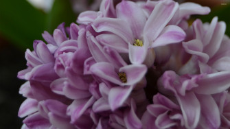 Hyacinth Wallpaper