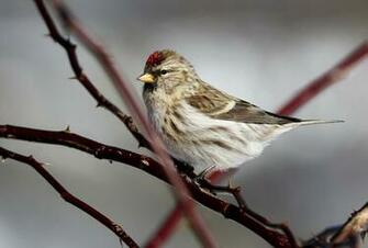 Brown Bird On Tree Branch Common Redpoll HD Wallpaper