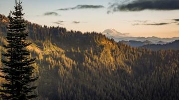 Pine Trees Mt Adams Nature Wallpaper HD Image Picture