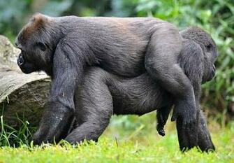 Funny Gorilla HD Wallpaper