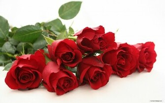 Wallpaper Flower Rose
