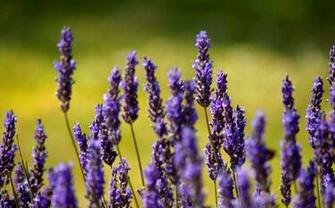 Provence France Wallpaper For Android Apk