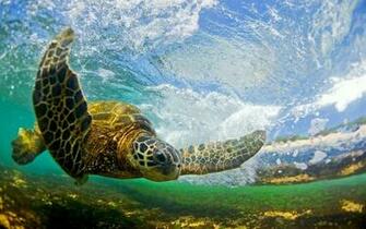 Two Green Sea Turtles Underwater Coral Reef Maui Wallpaper Legato