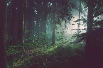 Forest Wallpaper HD Hq