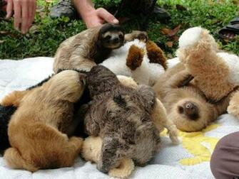 Sloths Funny Pictures Loopele