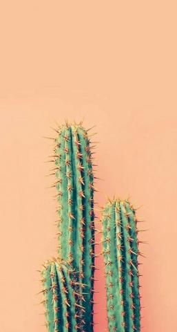 Vegitation