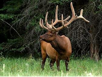 Wallpaper Wild Animals