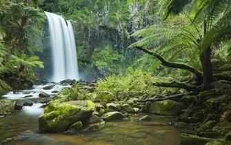 Tropical Rainforest Wallpaper