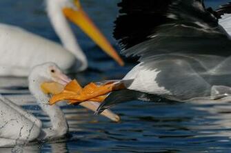 Pelicans Wallpaper Pictures Image Gallery