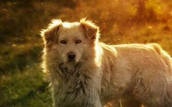 Golden Retriever In The Spring Rain Wallpaper By Thormark