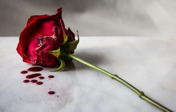 Blood Flowers Wallpaper 4k HD Background On