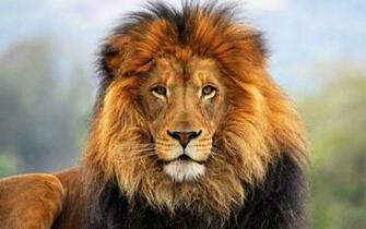 Lion Face Wallpaper