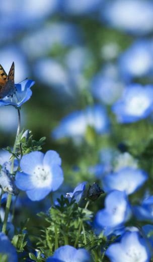 Select Set As Desktop Background Wallpaper Nature Flowers