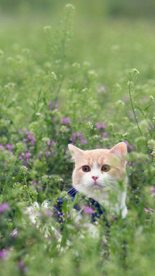 Cute Animals iPhone Wallpaper You Would Love To