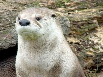 Otter Wallpaper