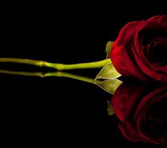 Red Rose Black Background