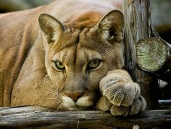 Cougar Wallpaper On