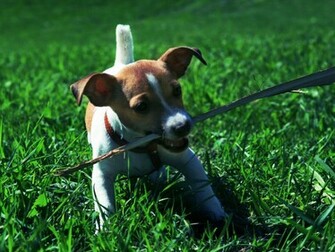 Jack Russell Puppies Tattoo Pictures To Pin