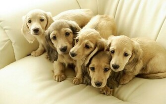 Dogs Cute Dog And Puppies Wallpaper