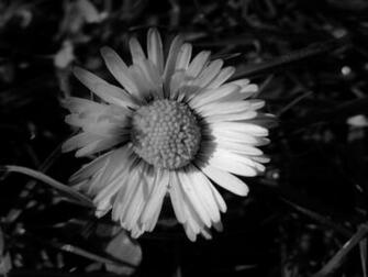 Daisy Black And White HD Wallpaper In Flowers Imageci