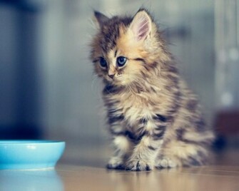 Cute Cool Kitten HD Wallpaper New