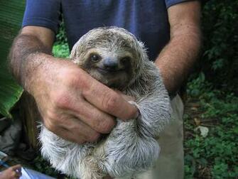 Juvenile Three Toed Sloth National Geographic Photo Contest