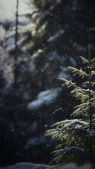 Snow Covered Winter Wonderland Wallpaper
