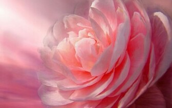 Pink Peony Wallpaper